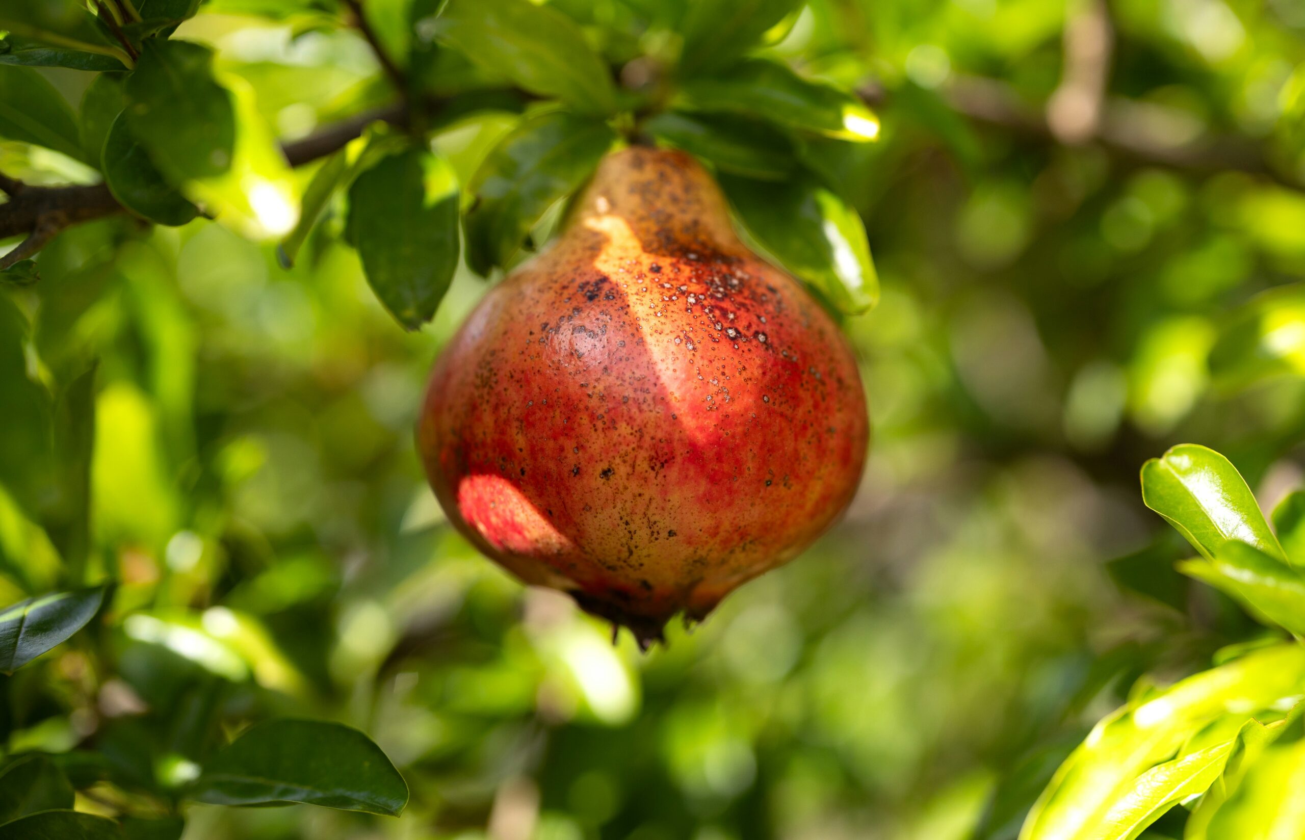 Ripeness is all – accepting our karma, transforming our karma