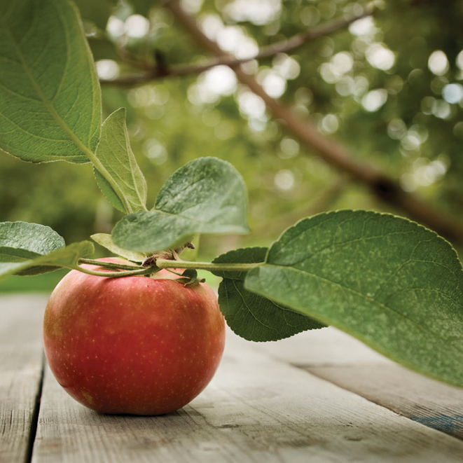 IN PERSON WORKSHOP - AN INTRODUCTION TO GARDENING THE BIODYNAMIC WAY